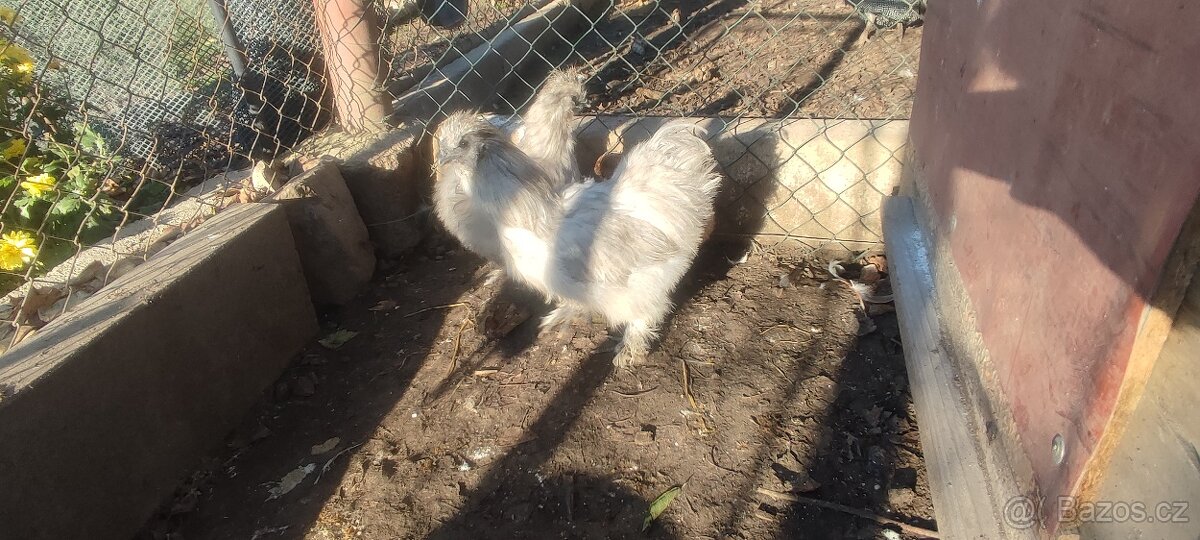 Hedvábnička velká vousatá - 3