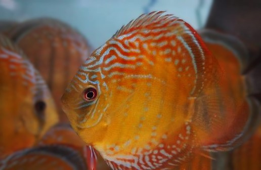 Prodej terčovců, L-sumců, skalár, rejnoků a jiných ryb - 3