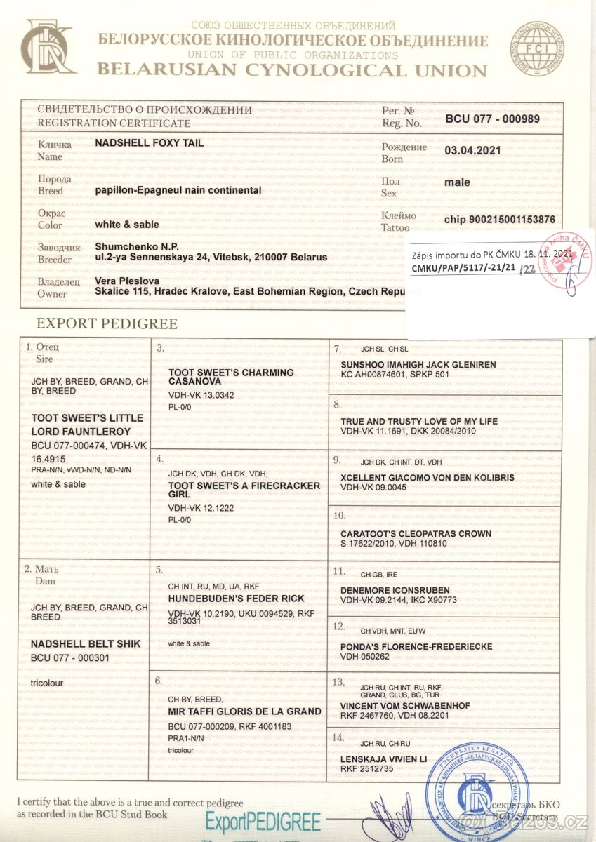 Krycí pes - Papillon - Malý kontinentální španěl - 3