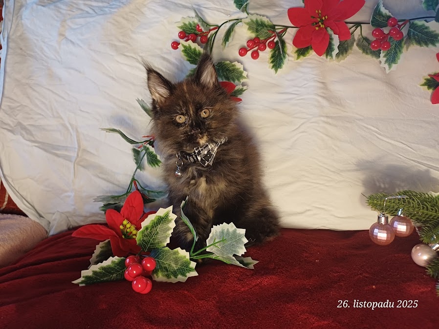 mainská mývalí koťata bez PP (Bibi) - 3