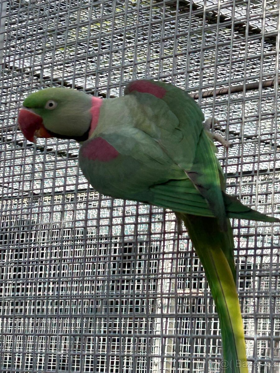 ALEXANDER VEĽKÝ - 3