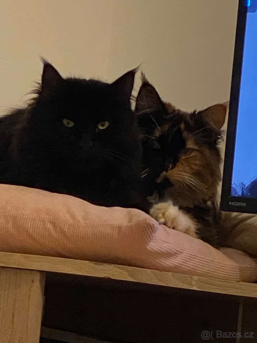 Kočky k adopci 🐾 - 3