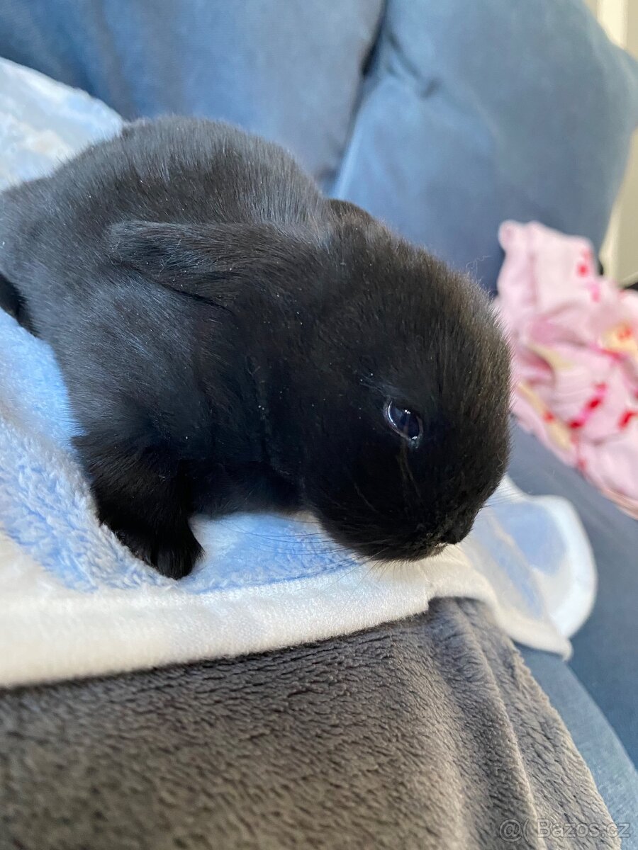 🐰 Zakrslý beránek – mláďata k rezervaci 🐰 - 3