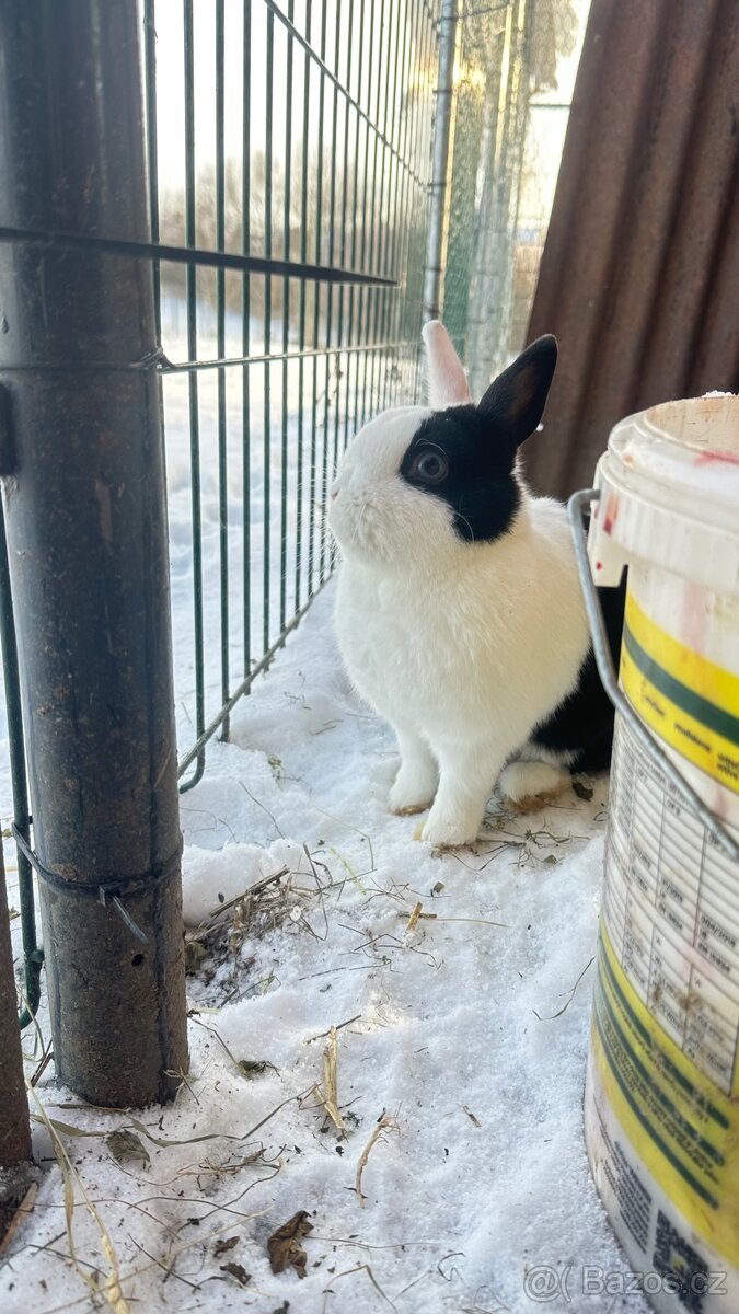 Kralik s usima nahoru - 3