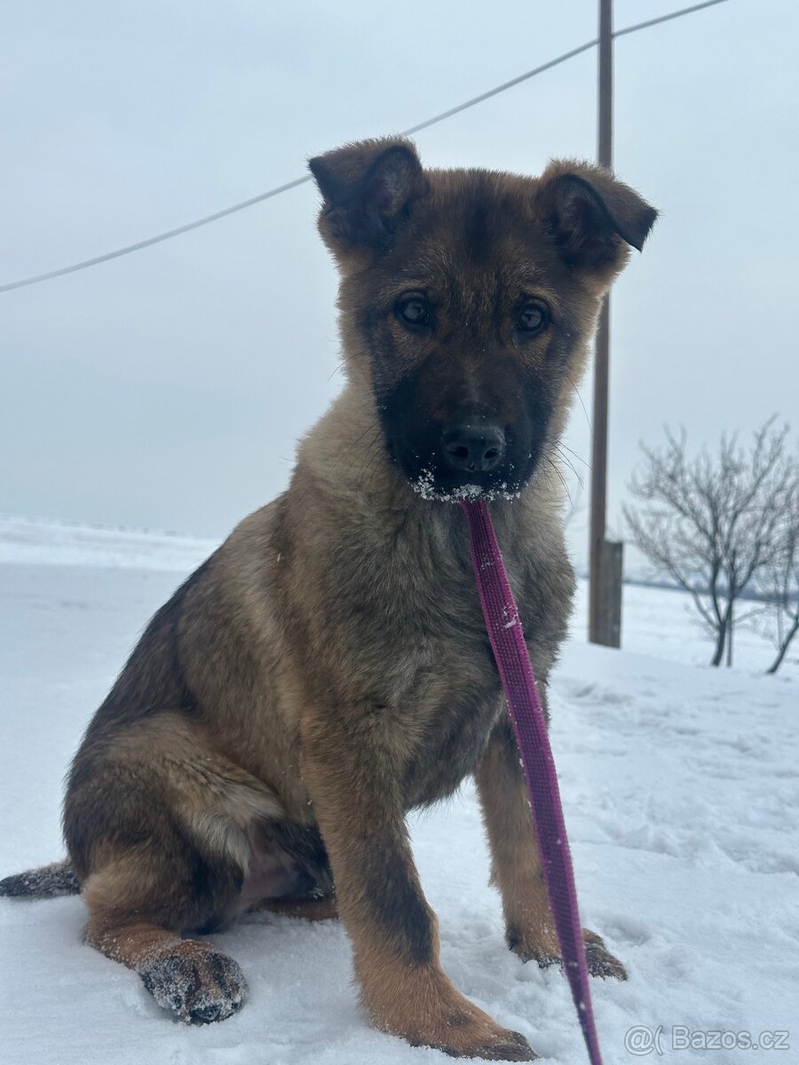 Německý ovčák štěňata - 3