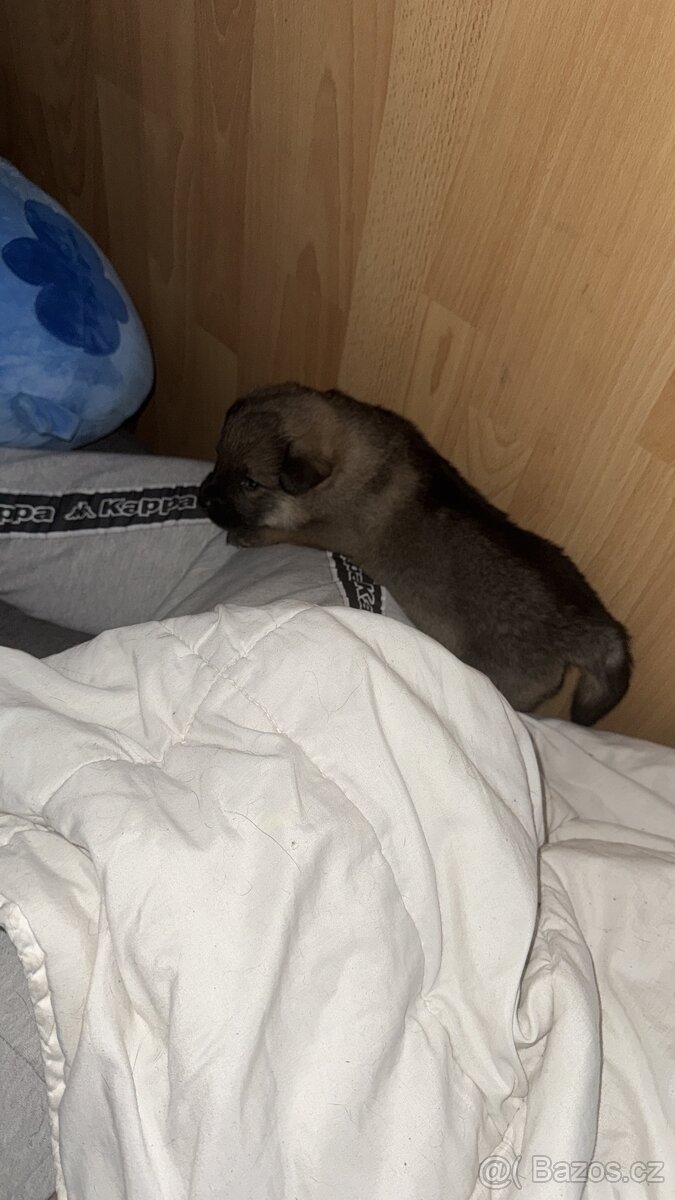 Štěňata 2 chlapci - 3