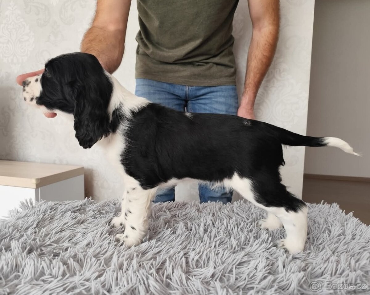 Anglický špringršpaněl s PP pes - 3