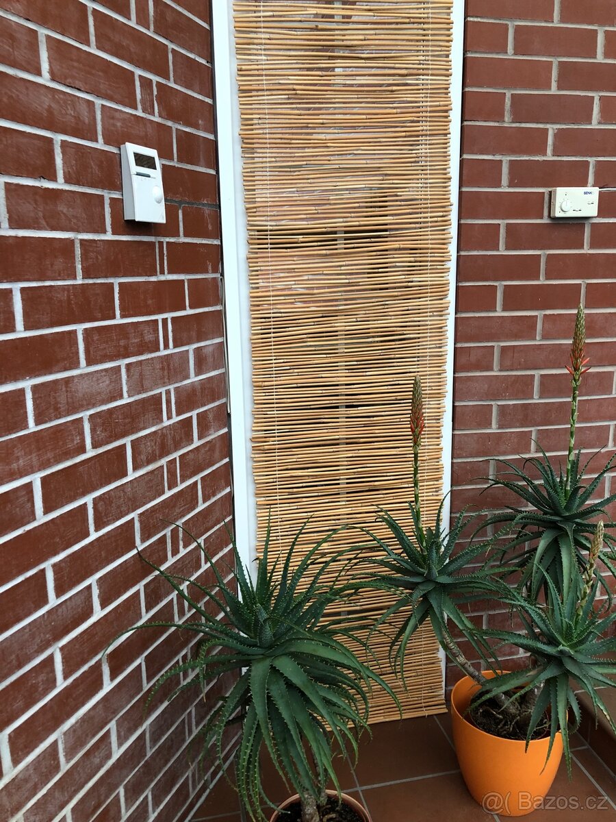 Bambus ke zpracování - 3