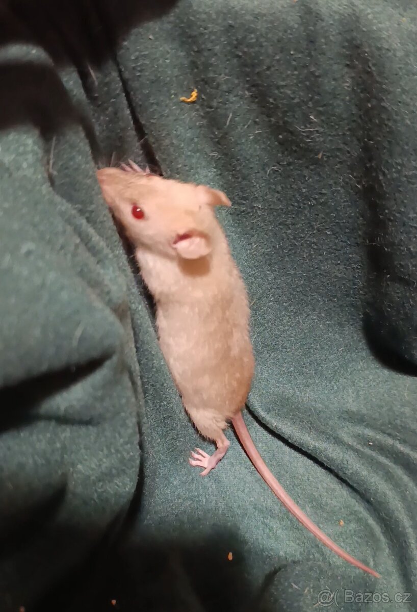 Prodám potkaní holčičky - 3