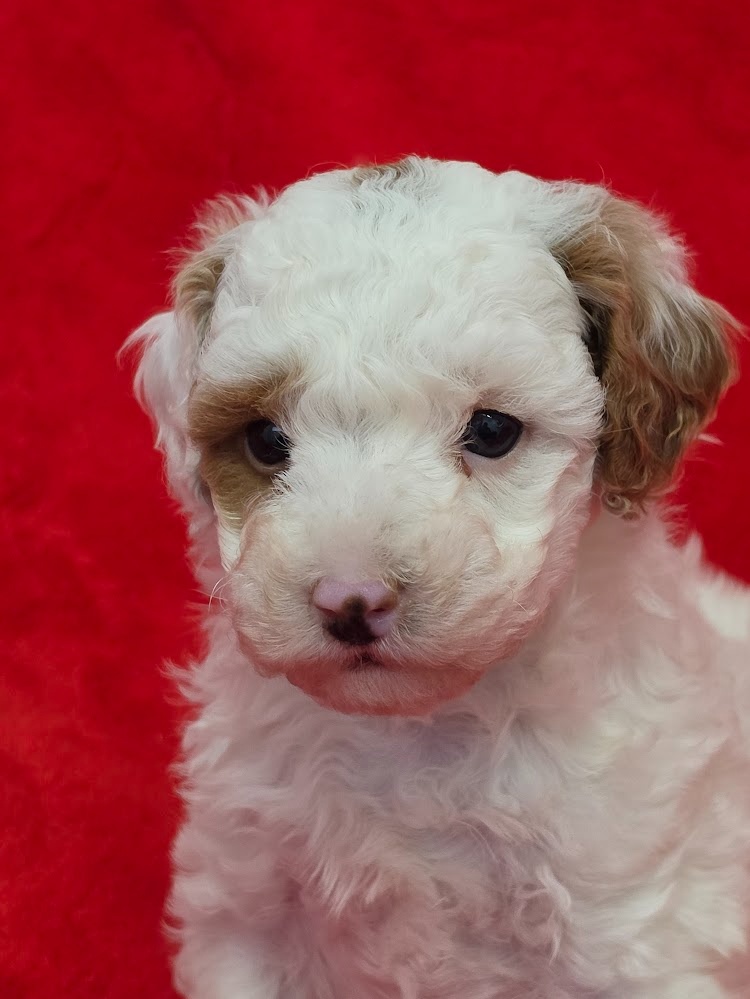 PUDL TRPASLIČÍ VÍCEBAREVNÝ s PP pes - 3