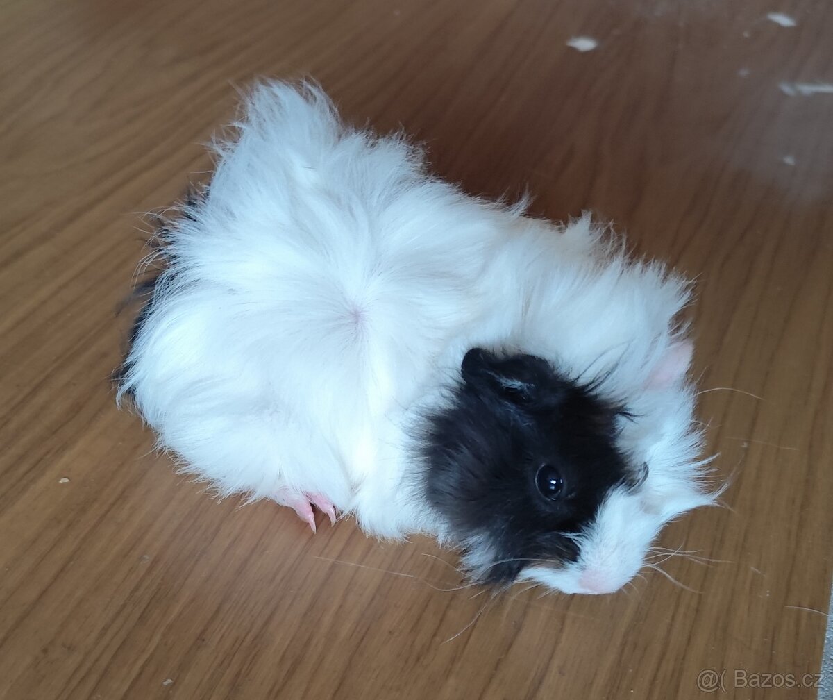 morče, morčátko - 3