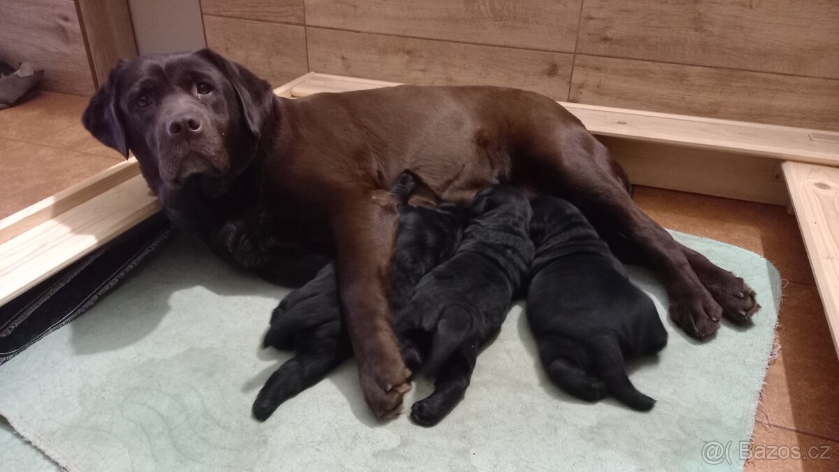 Labradorský Retrívr - 3