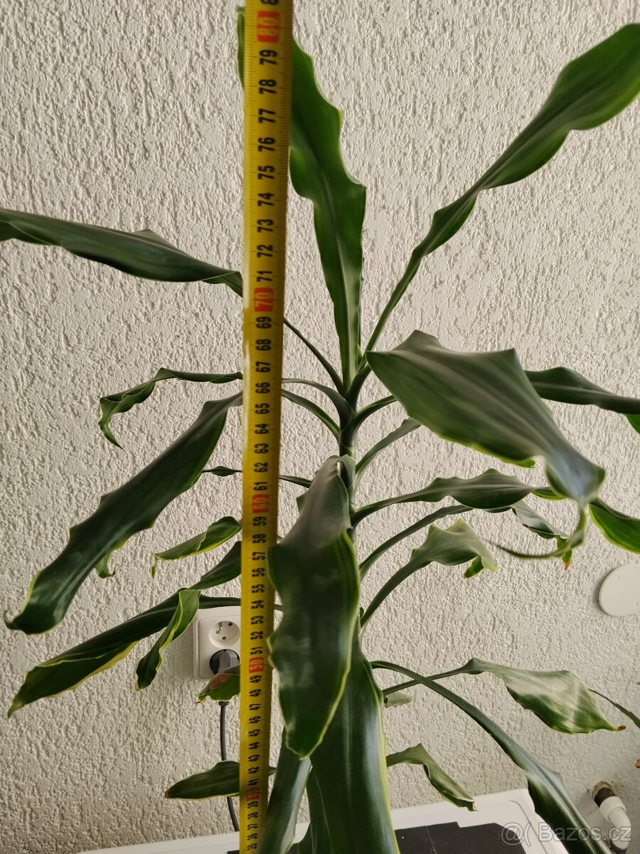 Dračinec - dracena - 3