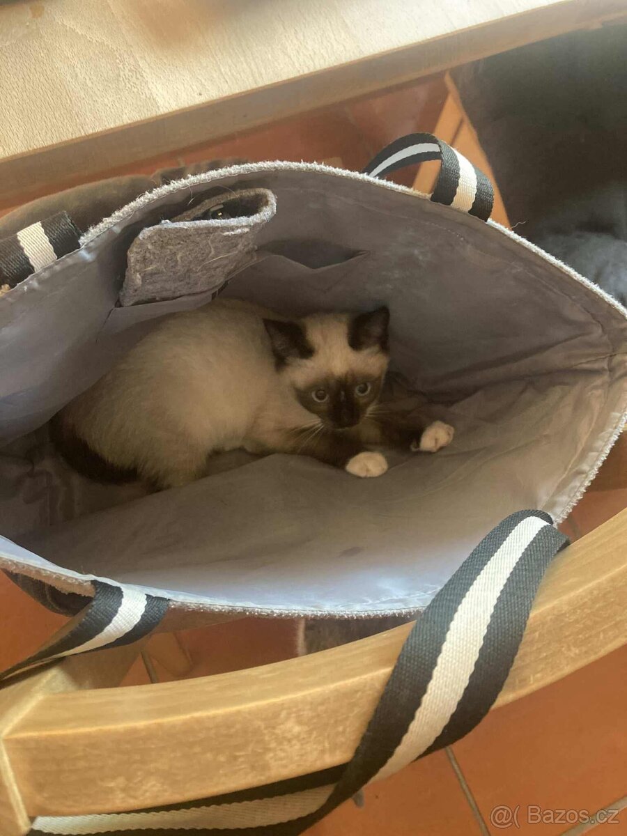 Britské kotě colorpoint - 3