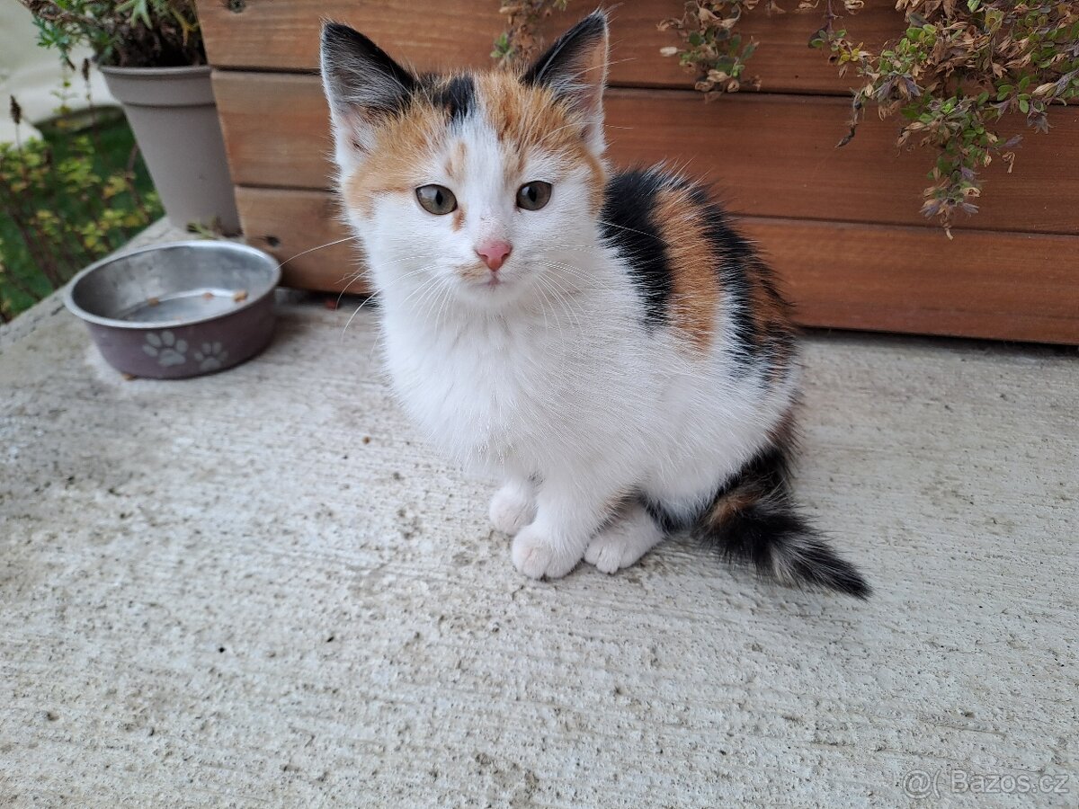 Daruji koťata - 3