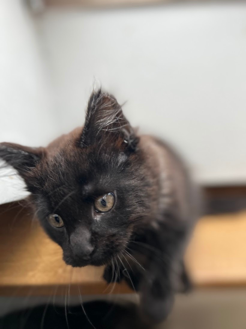 Mainská mývalí koťátka bez PP - 3