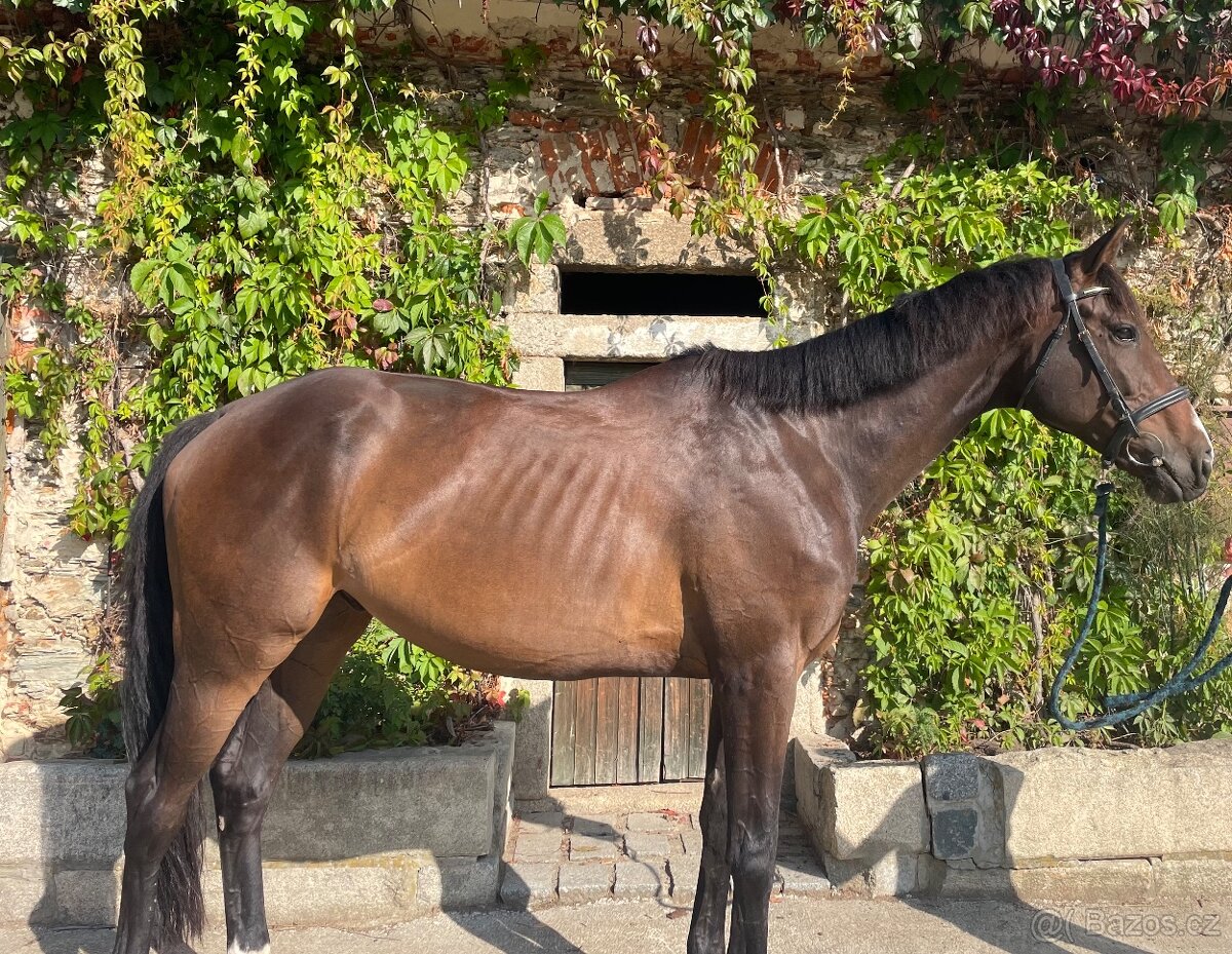 8mi letý valach na prodej - 3