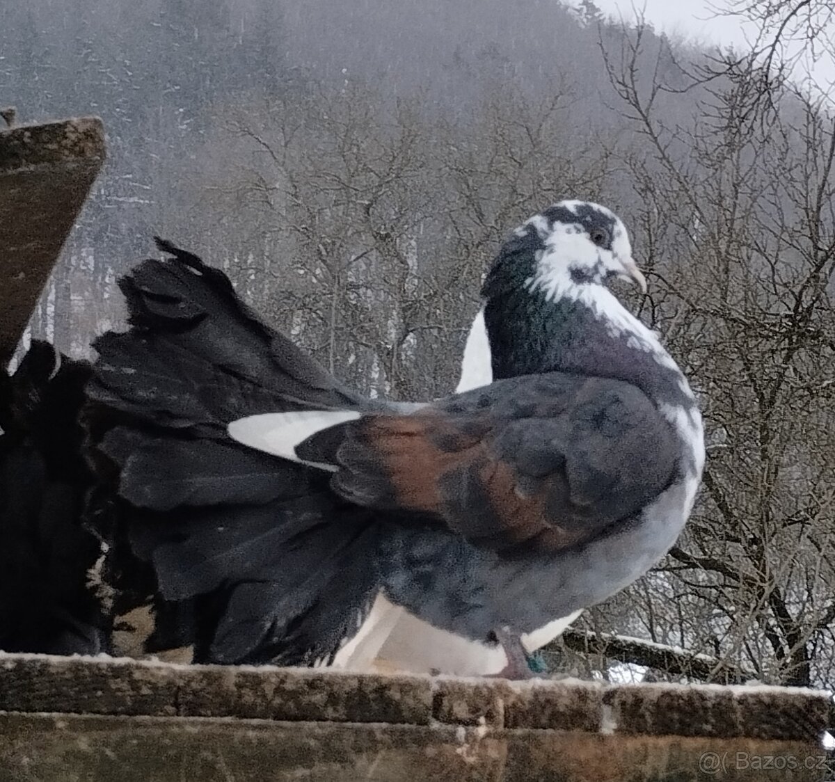 Pávík Anglický - 3