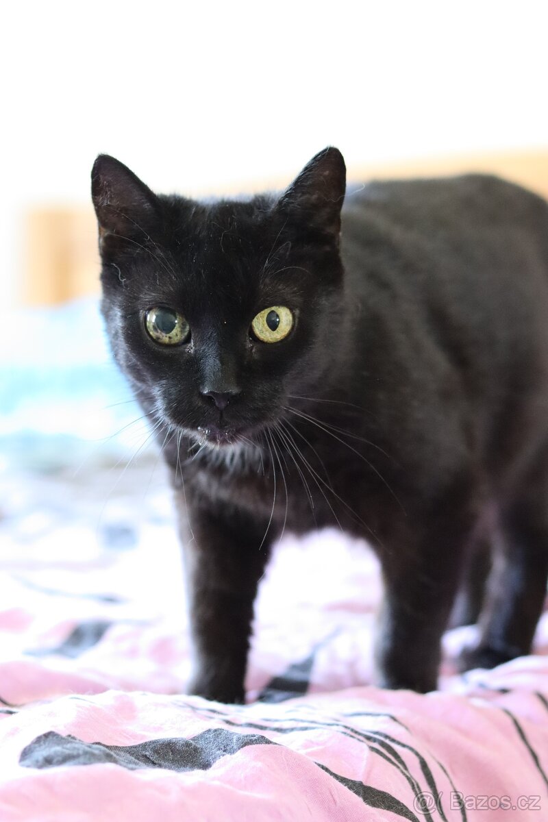 Perla ❤ klidná kočičí kráska ❤ - 3