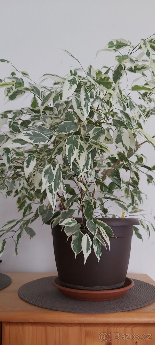 Fíkus "Benjamin" - 3