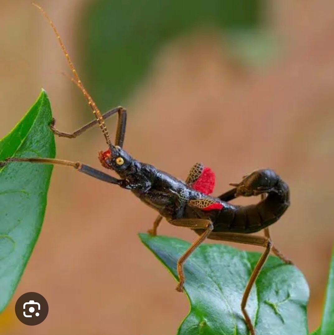 Daruji strašilky do dobrých rukou - 3