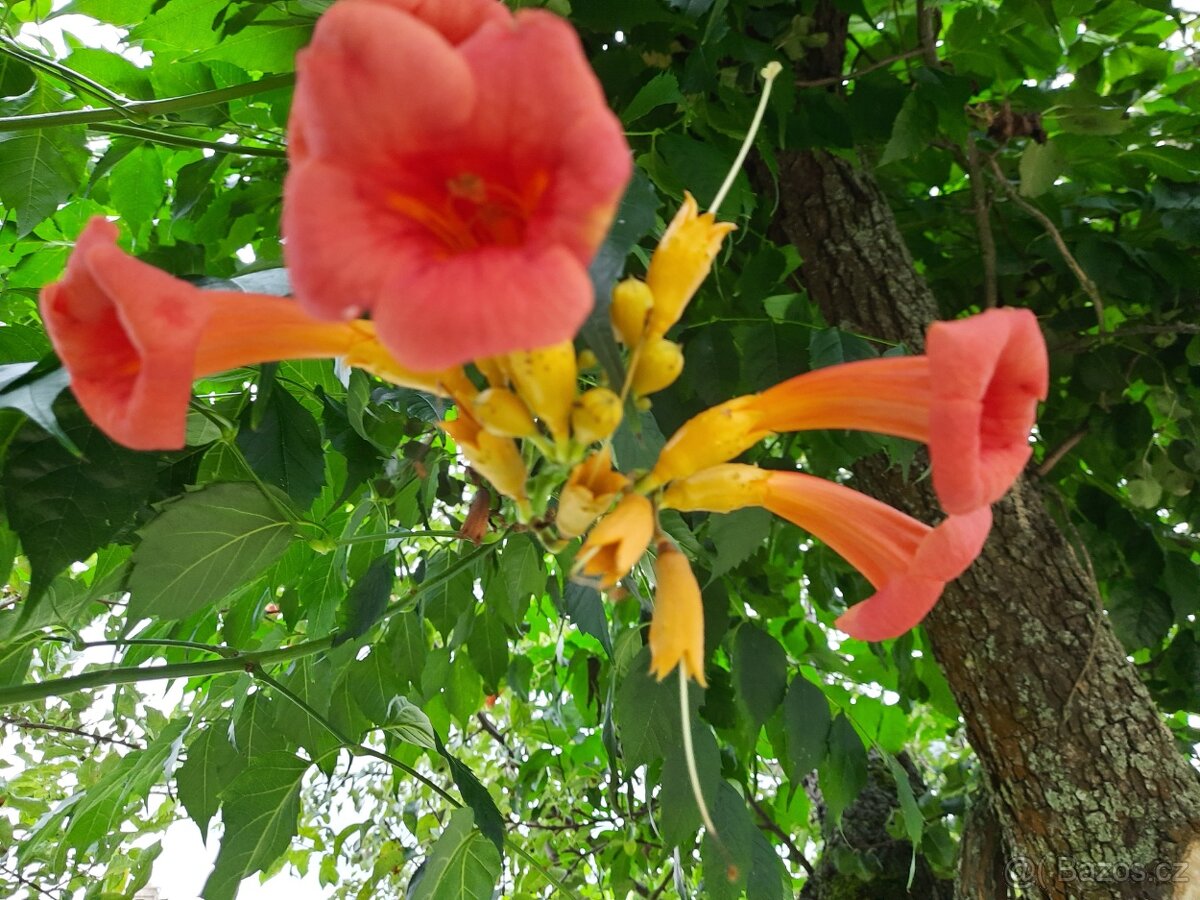 Trubač nejen k pergole, plot, zidku ...ap. - 3