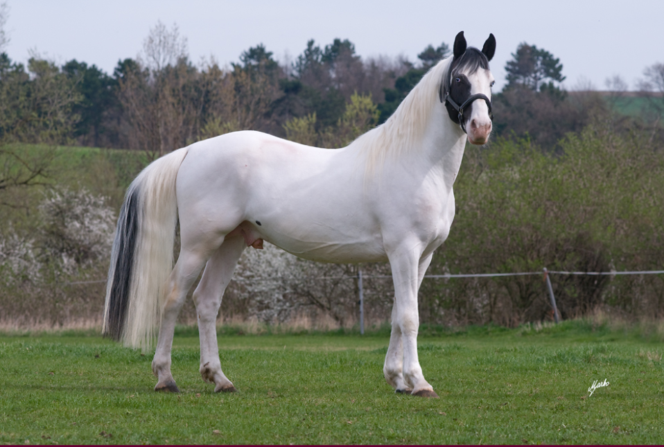 Připouštění Dragon Mist Goodshapes - 3