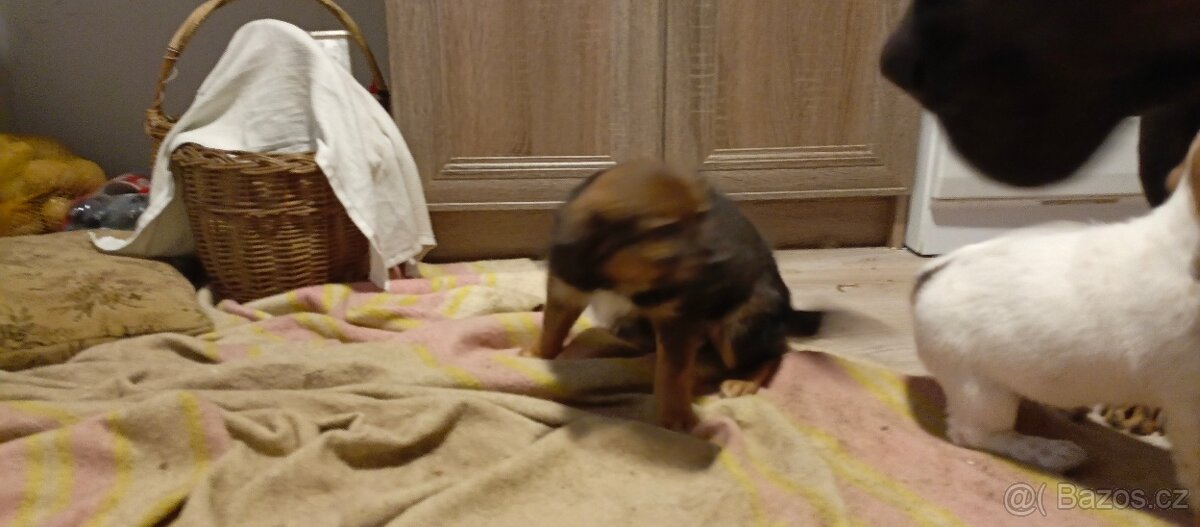 Štěňata kříženci - 3