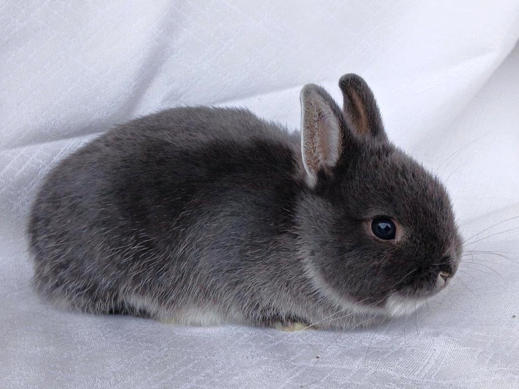 Zakrslí beránci a bílopesíkatí králíčci s rodokmenem - 3