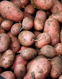 Bio brambory 6kc/kg - 3