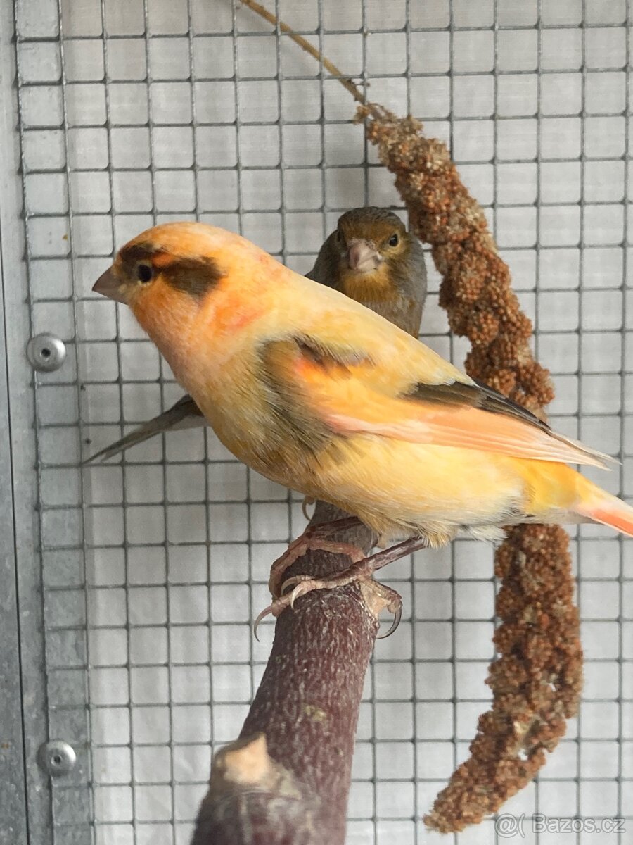 Kanárek - 3