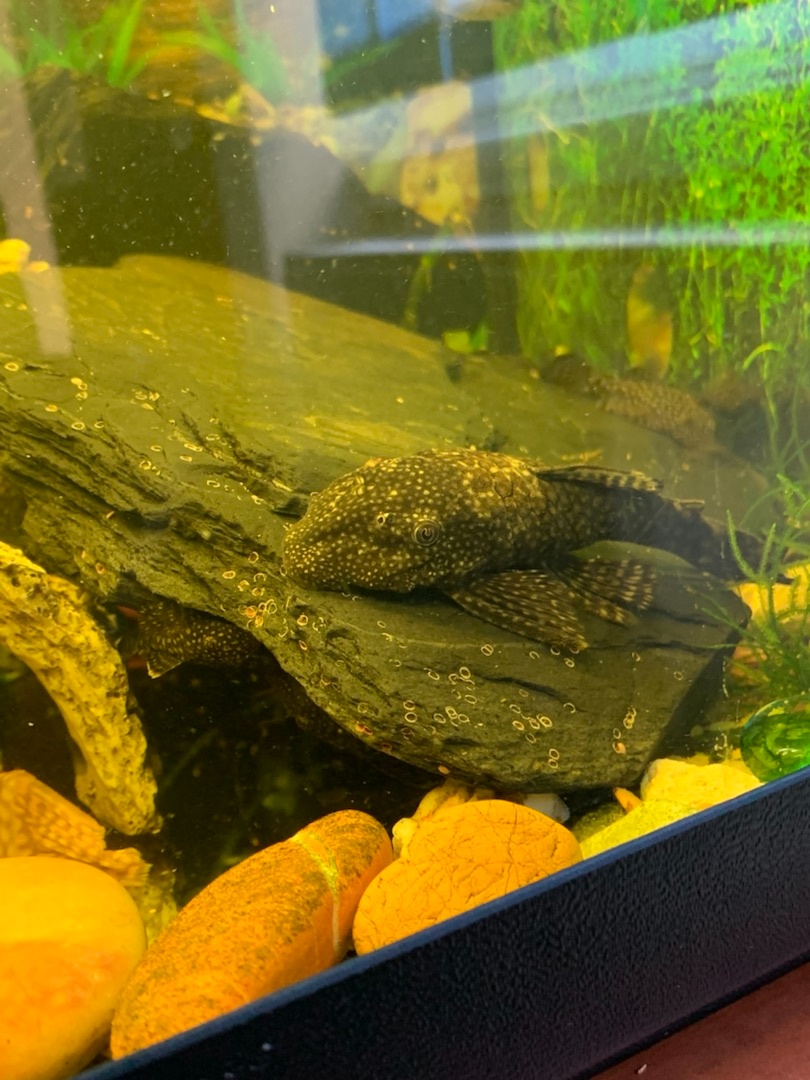 Ancistrus Krunýřovec - 3