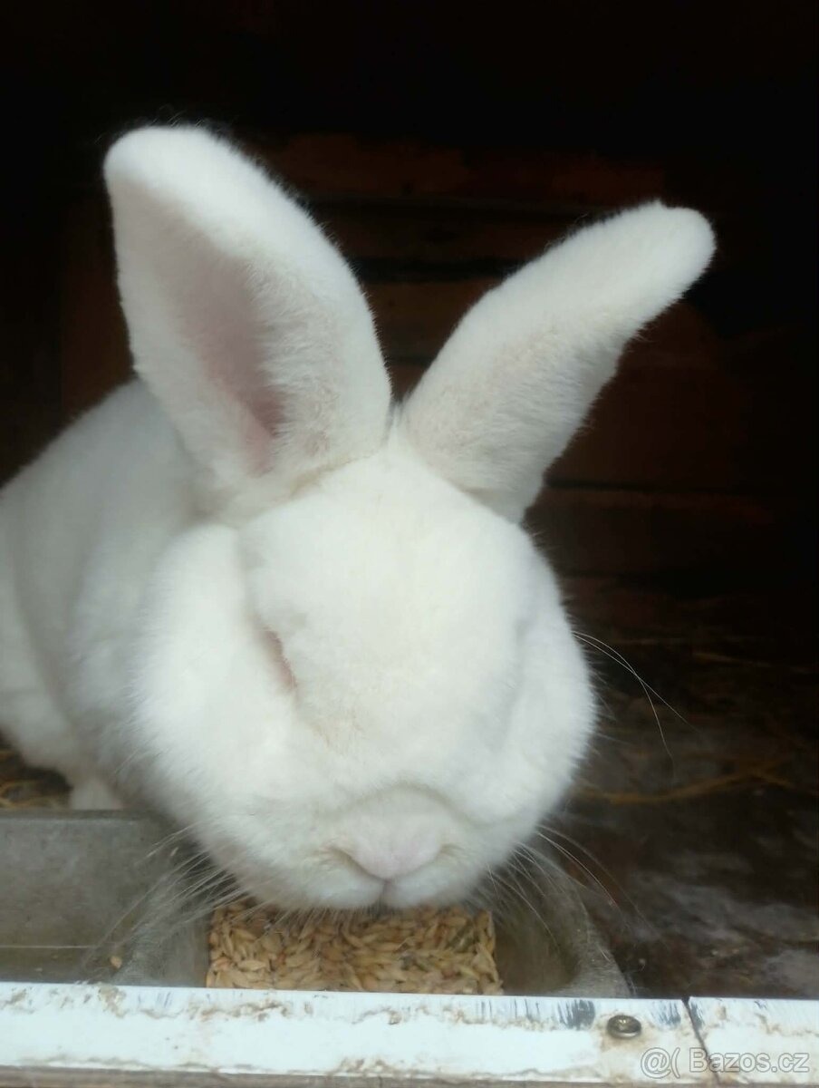 Novozélandský bílý - 3