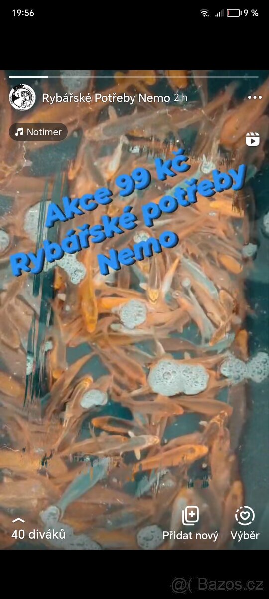 Prodej Koi kaprů 99Kč 15-18cm - 3