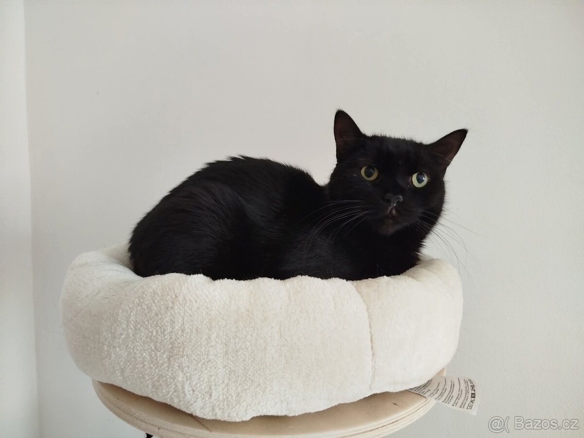 Kostík k adopci - 3