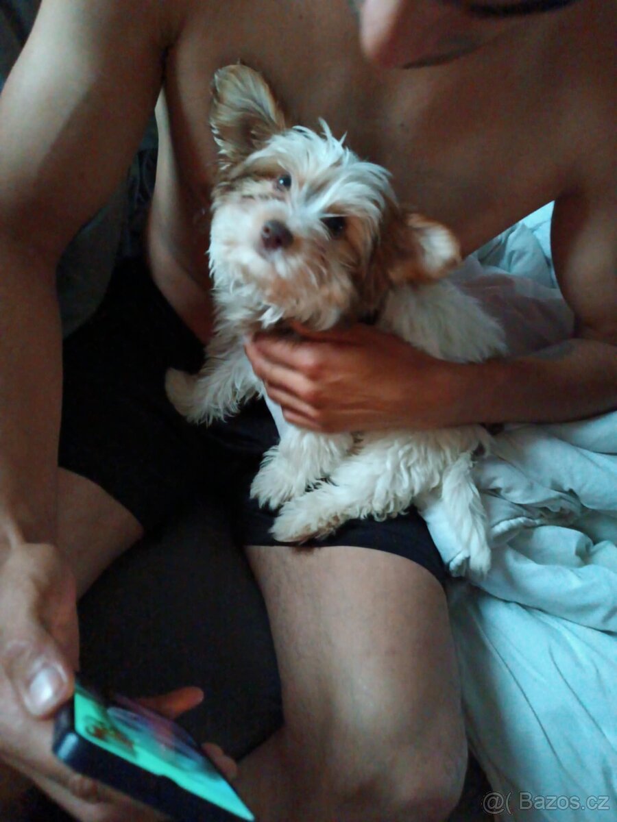 prodej pejska - 3