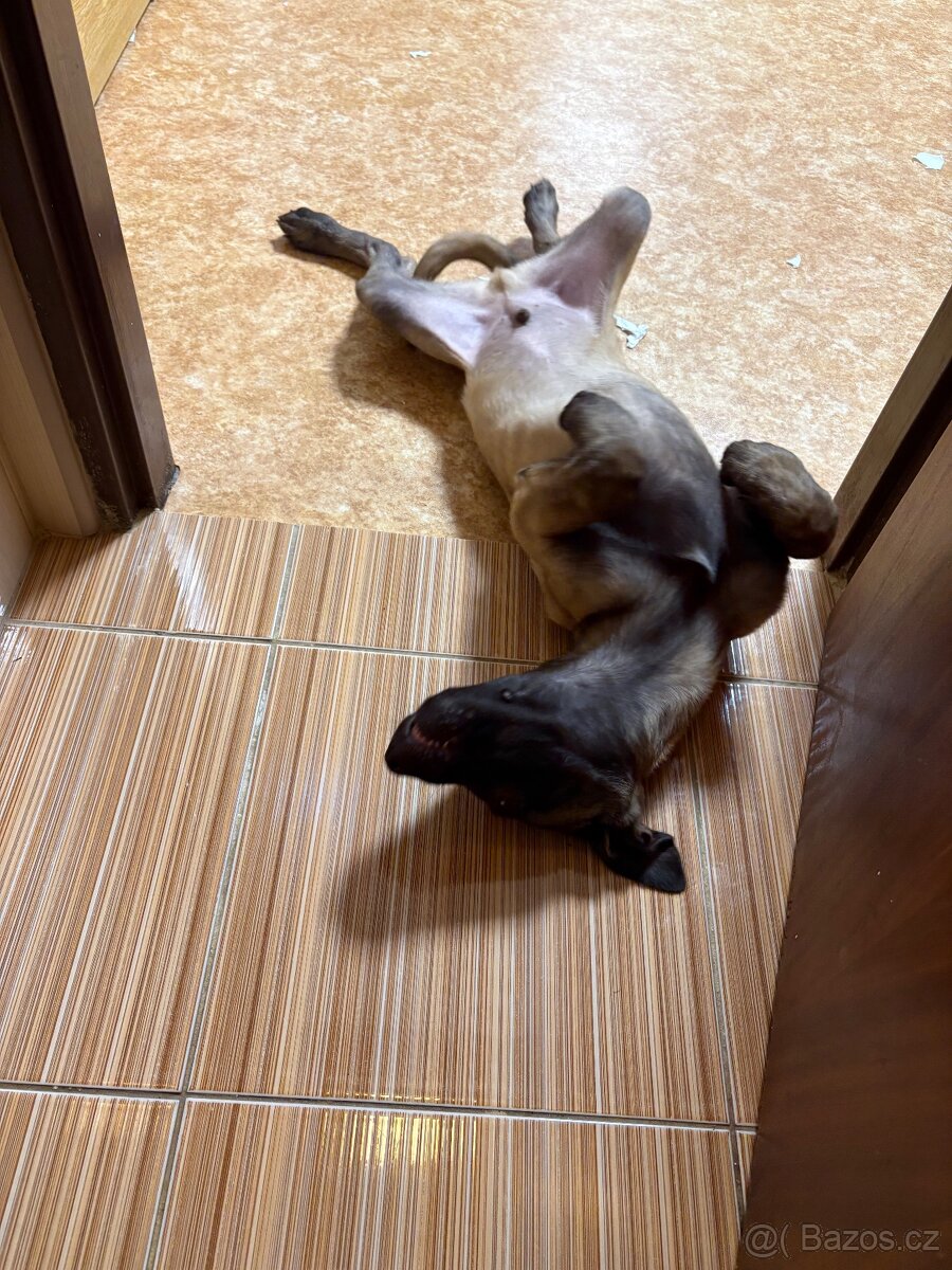 Belgický ovčák malinosi - 3