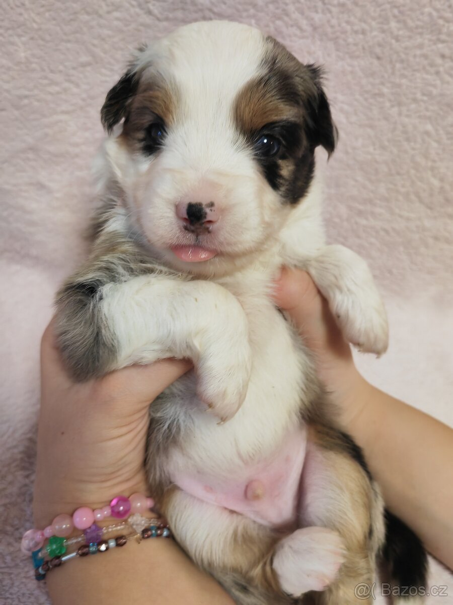 Štěňata Miniaturní americký ovčák s PP - 3