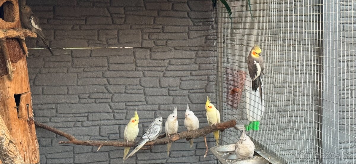 Alexandr Čínský 1.0 chovný samec 23 - 3