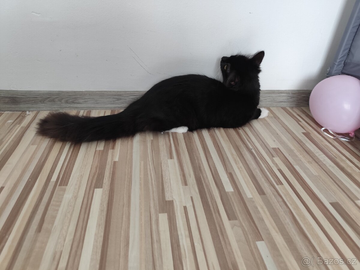 Prodám Černou kočičku - 3