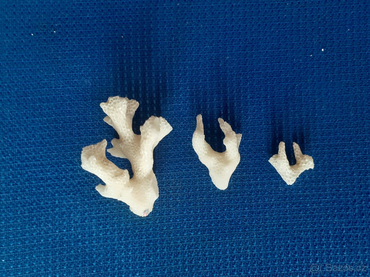 Prodám 3 kousky mořského korálu. Rozměry 4,5 3 a 2 cm - 3