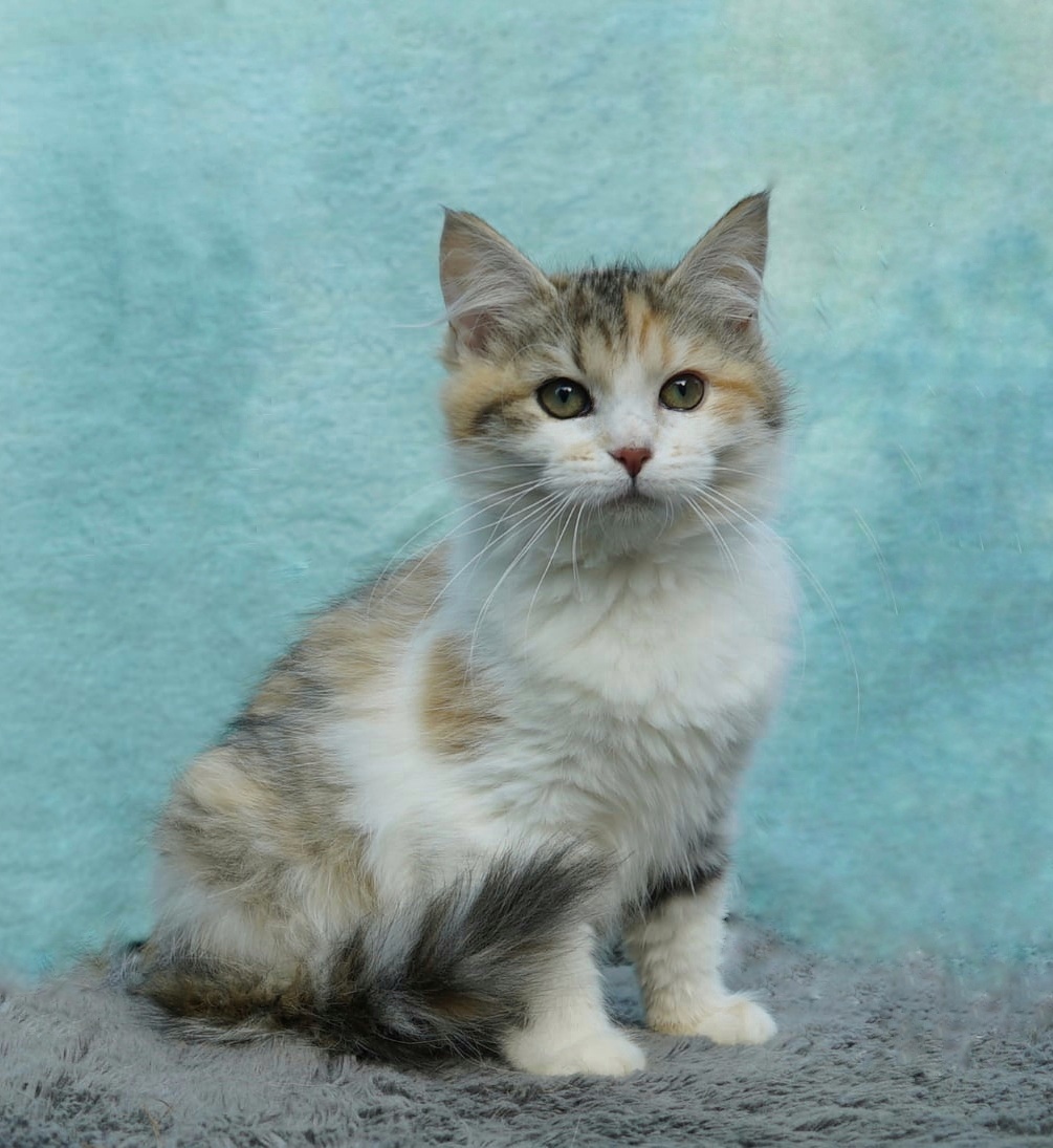 Kočička sibiřská - s PP - 3