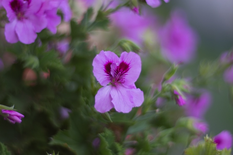 Meyer Optik Görlitz Trioplan 100 f2,8 (bajonet Sony E) - 3