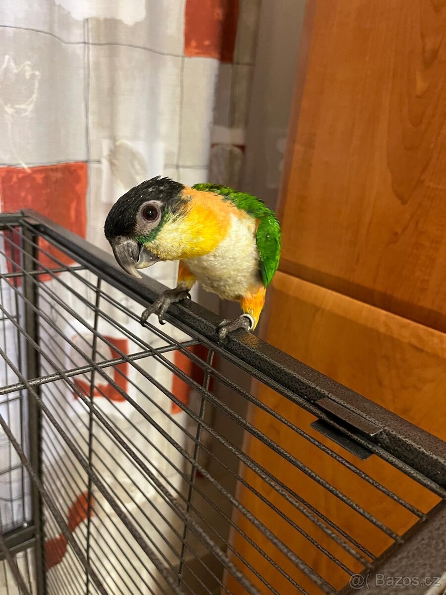 Amazonek černotemenný 1,1, ručně dokrmeni - 3