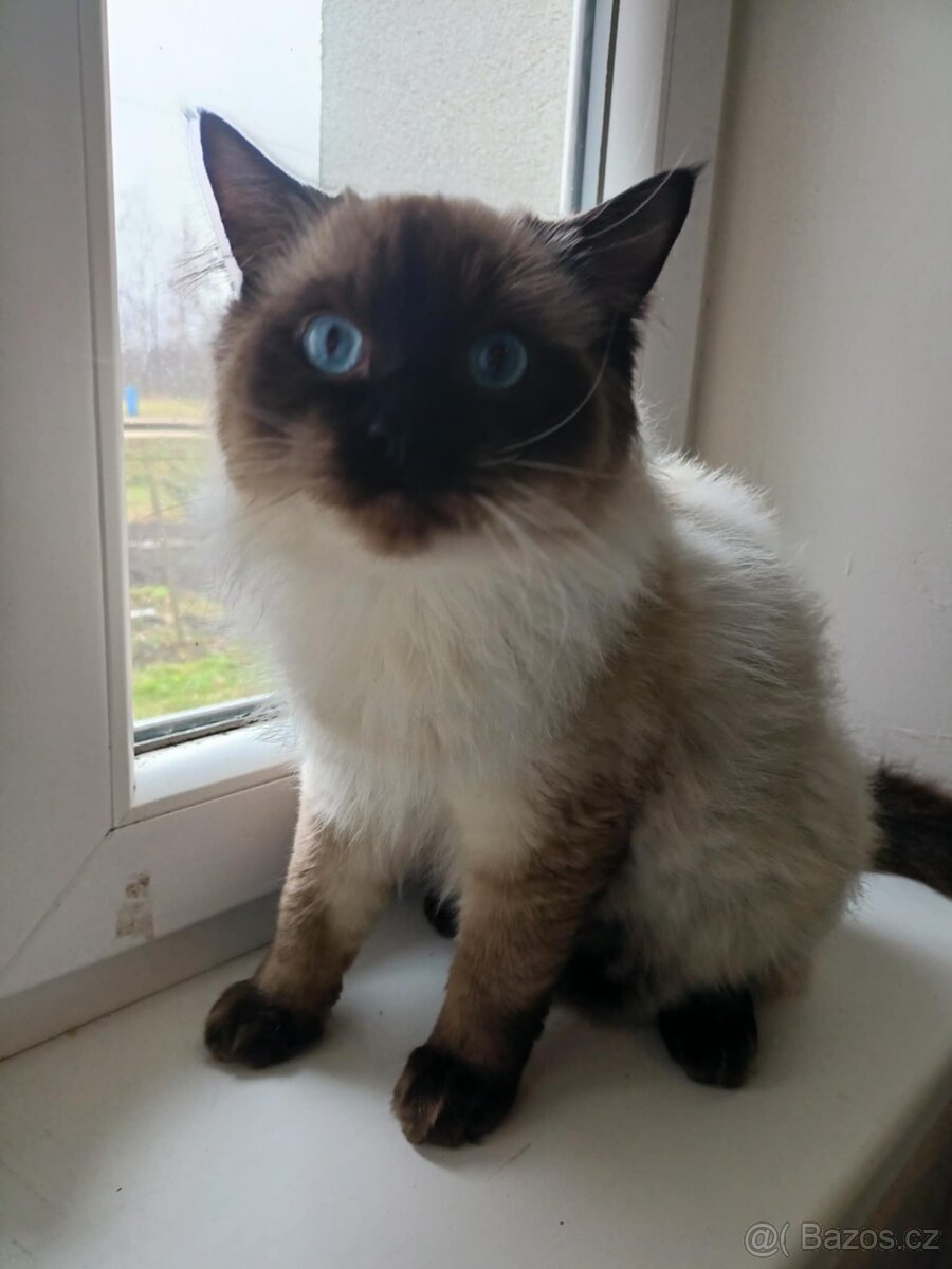 Prodám krásného kocourka Radgoll - 3