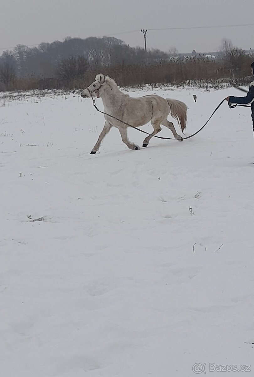 Predam jazdecku welsh pony kobylu - 3