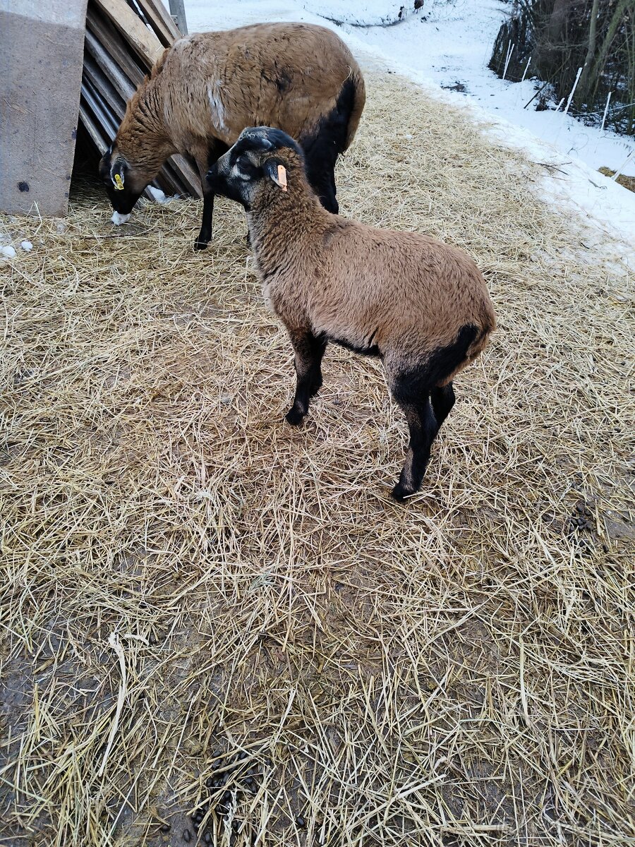 Prodám jehňata ovce kamerunské - 3