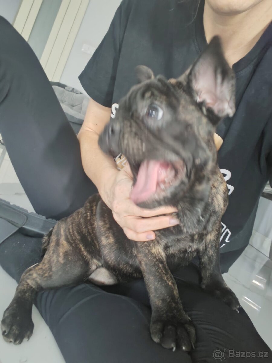 Francouzský buldoček - 3