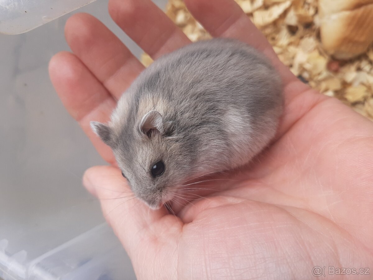 Krecek dzungarsky - 3