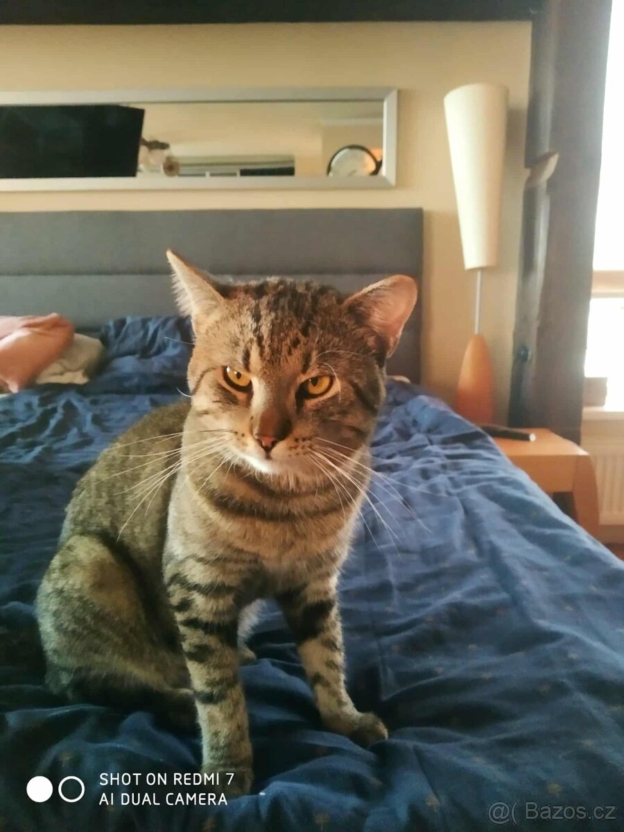 Darujeme Kocoura - 3